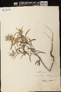 Monarda punctata image