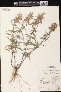 Monarda punctata var. villicaulis image