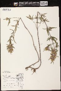 Monarda punctata var. villicaulis image