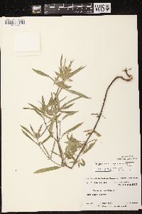 Monarda punctata image