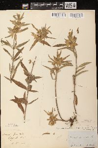 Monarda punctata var. villicaulis image