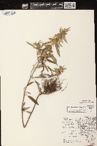 Monarda punctata image