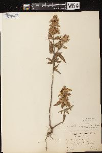 Monarda punctata image