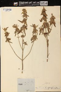 Monarda punctata image