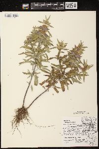 Monarda punctata var. villicaulis image