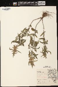 Monarda punctata var. villicaulis image