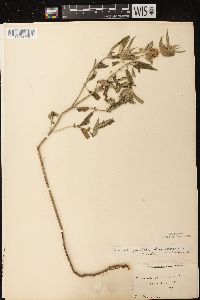 Monarda punctata var. villicaulis image