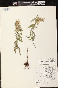 Monarda punctata var. villicaulis image