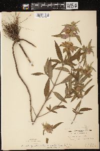 Monarda punctata var. villicaulis image