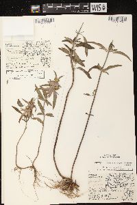 Monarda punctata image