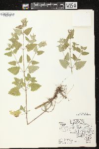 Nepeta cataria image