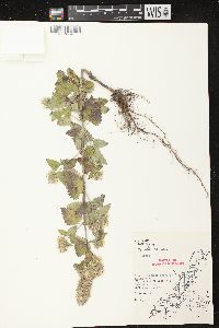 Nepeta cataria image