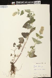 Nepeta cataria image