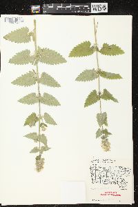 Nepeta cataria image