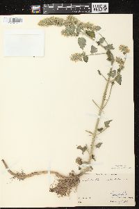 Nepeta cataria image