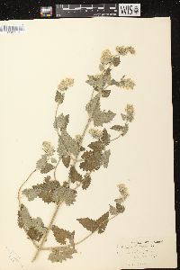 Nepeta cataria image