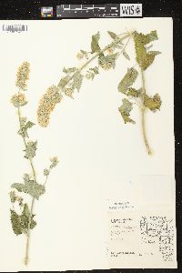 Nepeta cataria image