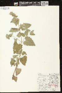 Nepeta cataria image