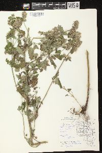 Nepeta cataria image