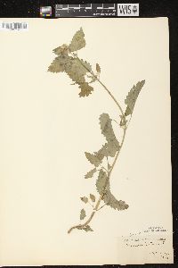 Nepeta cataria image