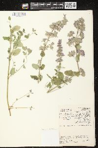 Nepeta mussinii image