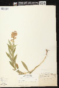 Physostegia virginiana image