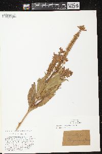 Physostegia virginiana subsp. virginiana image