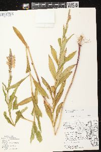 Physostegia virginiana subsp. virginiana image