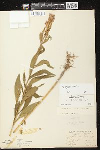 Physostegia virginiana subsp. virginiana image