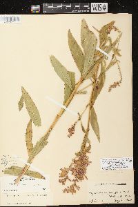 Physostegia virginiana image