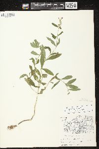 Physostegia virginiana image