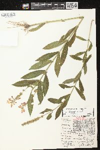 Physostegia virginiana subsp. virginiana image