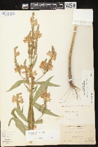 Physostegia virginiana image