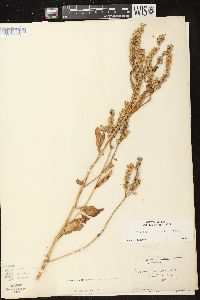 Physostegia virginiana subsp. virginiana image