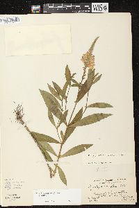 Physostegia virginiana image