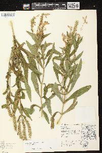 Physostegia virginiana image