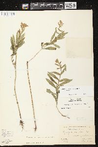 Physostegia virginiana image