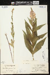 Physostegia virginiana image