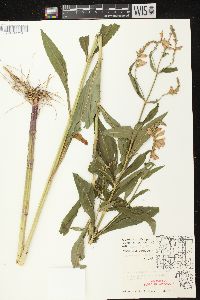 Physostegia virginiana image