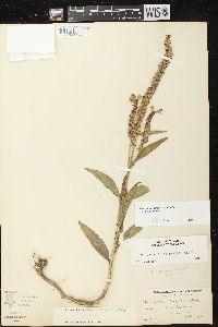 Physostegia virginiana subsp. virginiana image