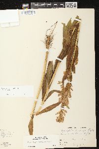 Physostegia virginiana subsp. virginiana image