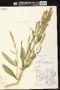 Physostegia virginiana image