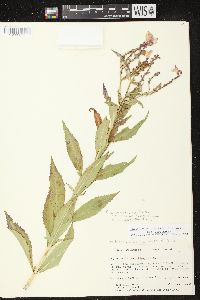 Physostegia virginiana image