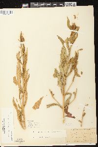 Physostegia virginiana image