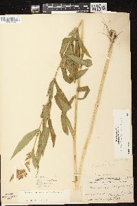 Physostegia virginiana image