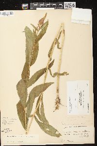 Physostegia virginiana image