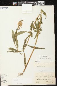 Physostegia virginiana image