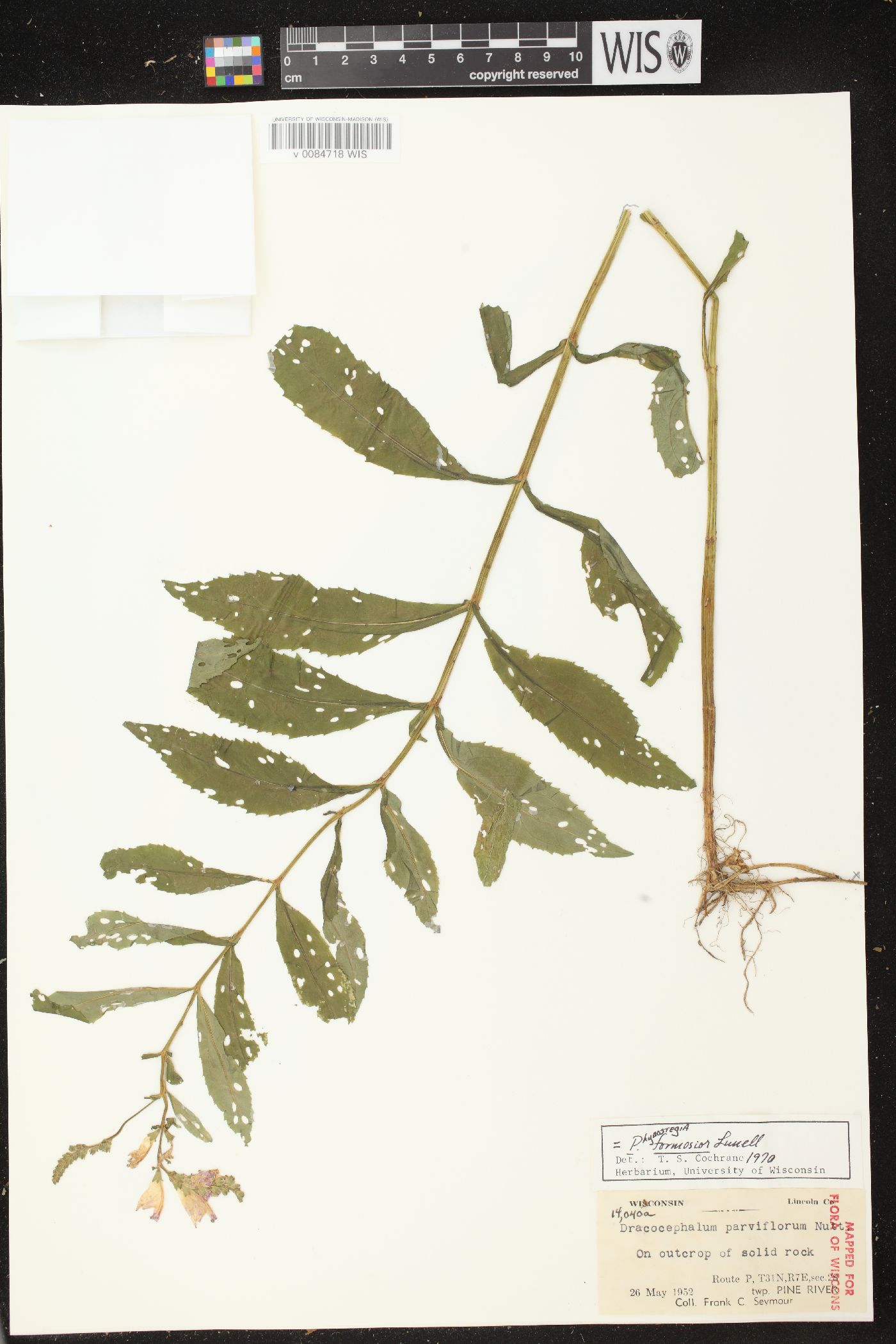Physostegia virginiana subsp. virginiana image