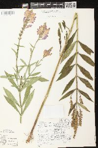 Physostegia virginiana image