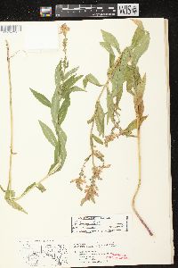 Physostegia virginiana image